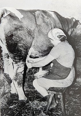 Handmelkerin in der verschmutzten Einstreu, Buxheim bei Ingolstadt, 1960er Jahre (Fotosammlung Späth)