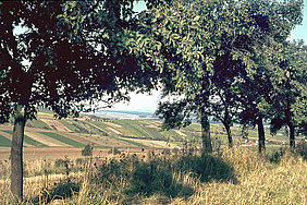 Zwetschgenbäume in der Flur von Mainstockheim, Foto Otto Beck 1965 im Bildarchiv des Fränkischen Freilandmuseums