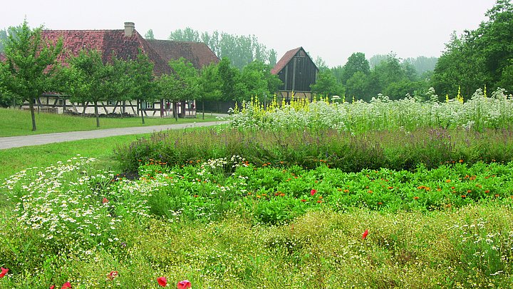 Fotoaufnahme der Kräuteräcker. Im Vordergrund wachsen Mohn und Kamille. Dahinter befinden sich schmale Felder mit weiteren verschiedenen Kräuterpflanzen. Im Hintergrund sind die Schäferei aus Hambühl und einige Bäume erkennbar. 