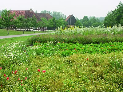 FFM_Kraeuteranbau_im_Freilandmuseum Fotoaufnahme der Kräuteräcker. Im Vordergrund wachsen Mohn und Kamille. Dahinter befinden sich schmale Felder mit weiteren verschiedenen Kräuterpflanzen. Im Hintergrund sind die Schäferei aus Hambühl und einige Bäume erkennbar.