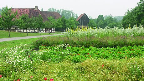 FFM_Kraeuteranbau_im_Freilandmuseum Fotoaufnahme der Kräuteräcker. Im Vordergrund wachsen Mohn und Kamille. Dahinter befinden sich schmale Felder mit weiteren verschiedenen Kräuterpflanzen. Im Hintergrund sind die Schäferei aus Hambühl und einige Bäume erkennbar.