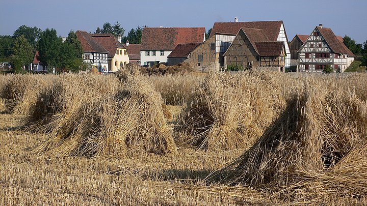 FFM_Baugruppe_Mainfranken_Frankenhoehe Fotoaufnahme der Baugruppe West. Im Vordergrund befindet sich ein teilweise gedroschenes Getreidefeld. Die bereits geernteten Ähren wurden zu Bündeln zusammengebunden. Dahinter sind die Fachwerkhäuser der Baugruppe West erkennbar.