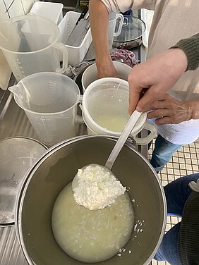 Das Bild zeigt eine Draufsicht auf einen Arbeitstisch mit vielen Gefäßen und Töpfen, einige Hände, die gerade arbeiten und mit einem Schöpflöffel die geronnenene Käsemasse ausheben für die weitere Bearbeitung.
