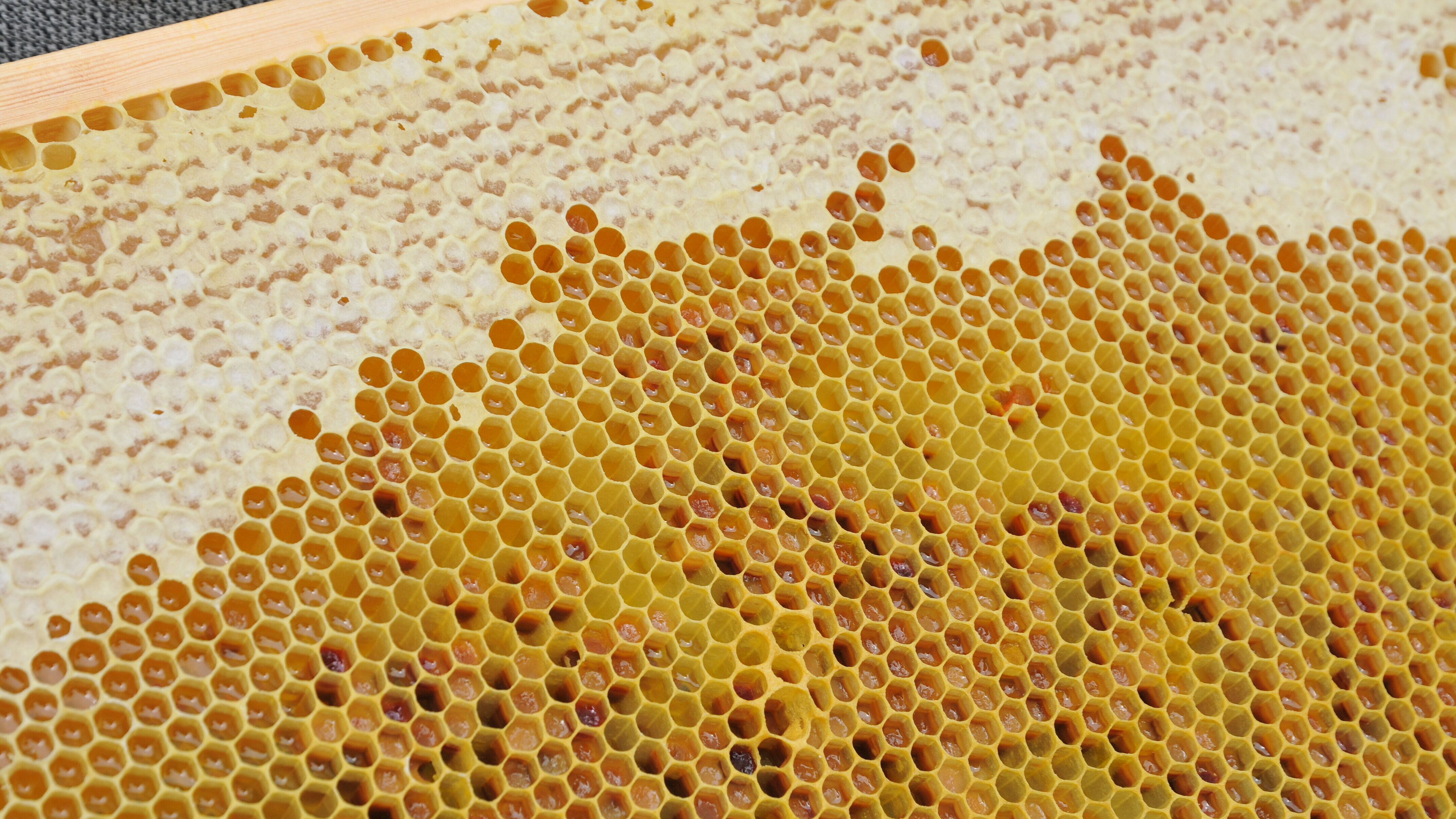 FFM_Bienenwabe_Honig Fotoaufnahme einer Wabenwand, die aus einem Bienenstock genommen wurde. Die Waben aus Wachs sind zum Teil mit Honig gefüllt.