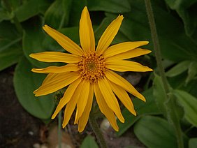 Arnika-Blüte