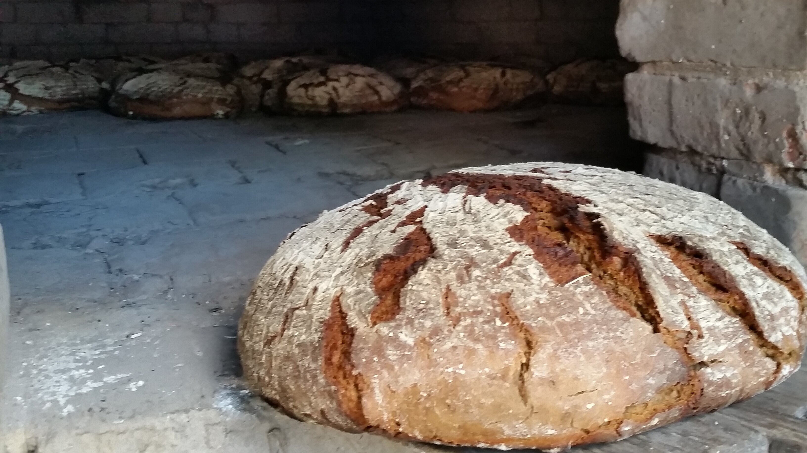 FFM_Brot_Holzbackofen Fotoaufnahme von frischem Brot aus dem Holzbackofen. Am äußeren Rand der gemauerten Backröhre liegt ein runder, gebackener Brotlaib. Die Rinde ist zum Teil aufgeplatzt und mit Mehl bedeckt. Im hinteren Teil des Ofens liegen weitere Brote.