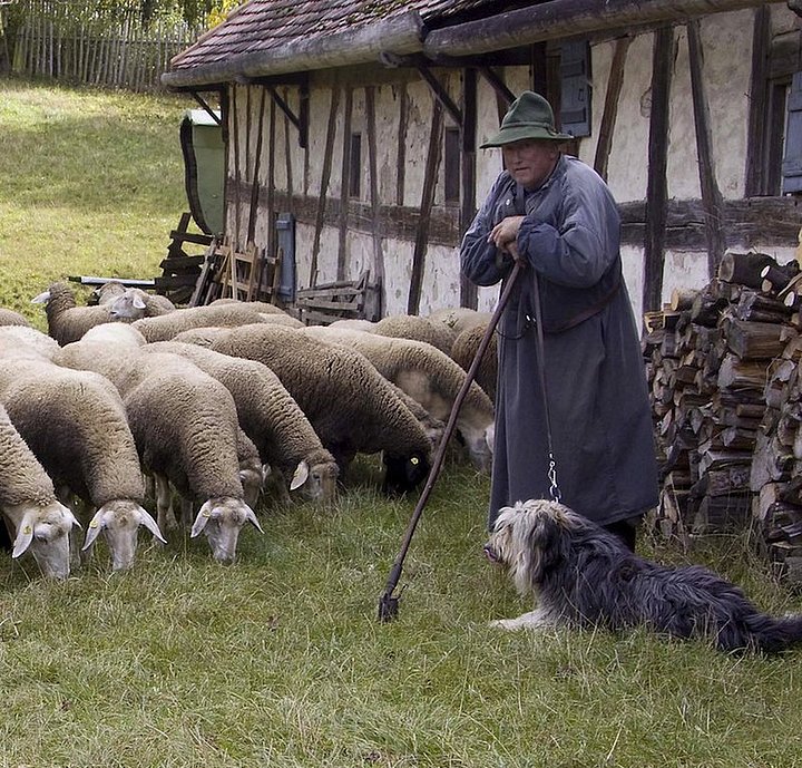 FFM_Schaeferei Fotoaufnahme des Schäfers vor der Schäferei aus Hambühl. Der Schäfer in Hut und Kittel stützt sich auf seinen Stock. Links neben ihm grast eine Herde Schafe, rechts liegt ein Hund im Gras. Dahinter steht das Fachwerk.