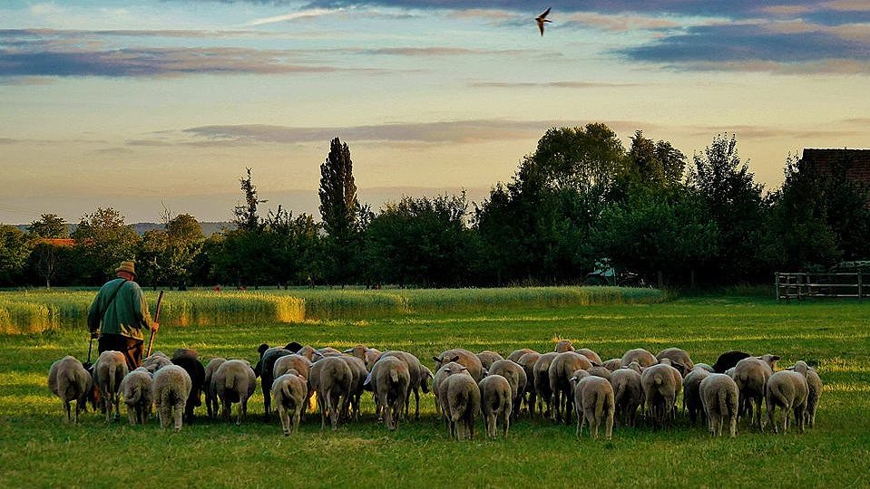 FFM_Kalender_2016_Juni Fotoaufnahme einer Schafherde mit Schäfer . Im Vordergrund befindet sich der Schäfer mit seiner Herde, sie laufen auf ein Getreidefeld zu. Im Hintergrund steht eine Reihe Bäume und Büsche, rechts ist das Dach eines Hauses erkennbar. Die Sonne geht gerade auf, am Himmel fliegt ein Vogel.