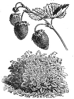 Abgebildete Monatserdbeeren.