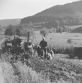 Auf dem Kartoffelfeld werden die Kartoffeln geerntet. Der Schlepper zieht eine Maschine. Sie gräbt die Kartoffeln aus dem Boden.