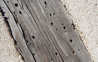 Im Fachwerkholz sind Löcher. Sie sind von Schädlingen, die Holz fressen.