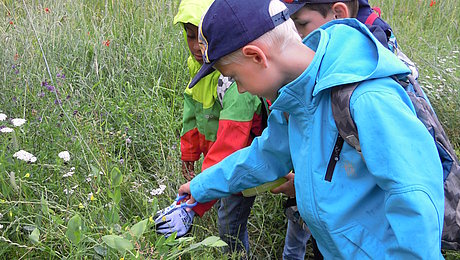 einige Kinder in Mitten einer blühenden Wiese. Sie sammeln Proben, die sie später untersuchen werden.