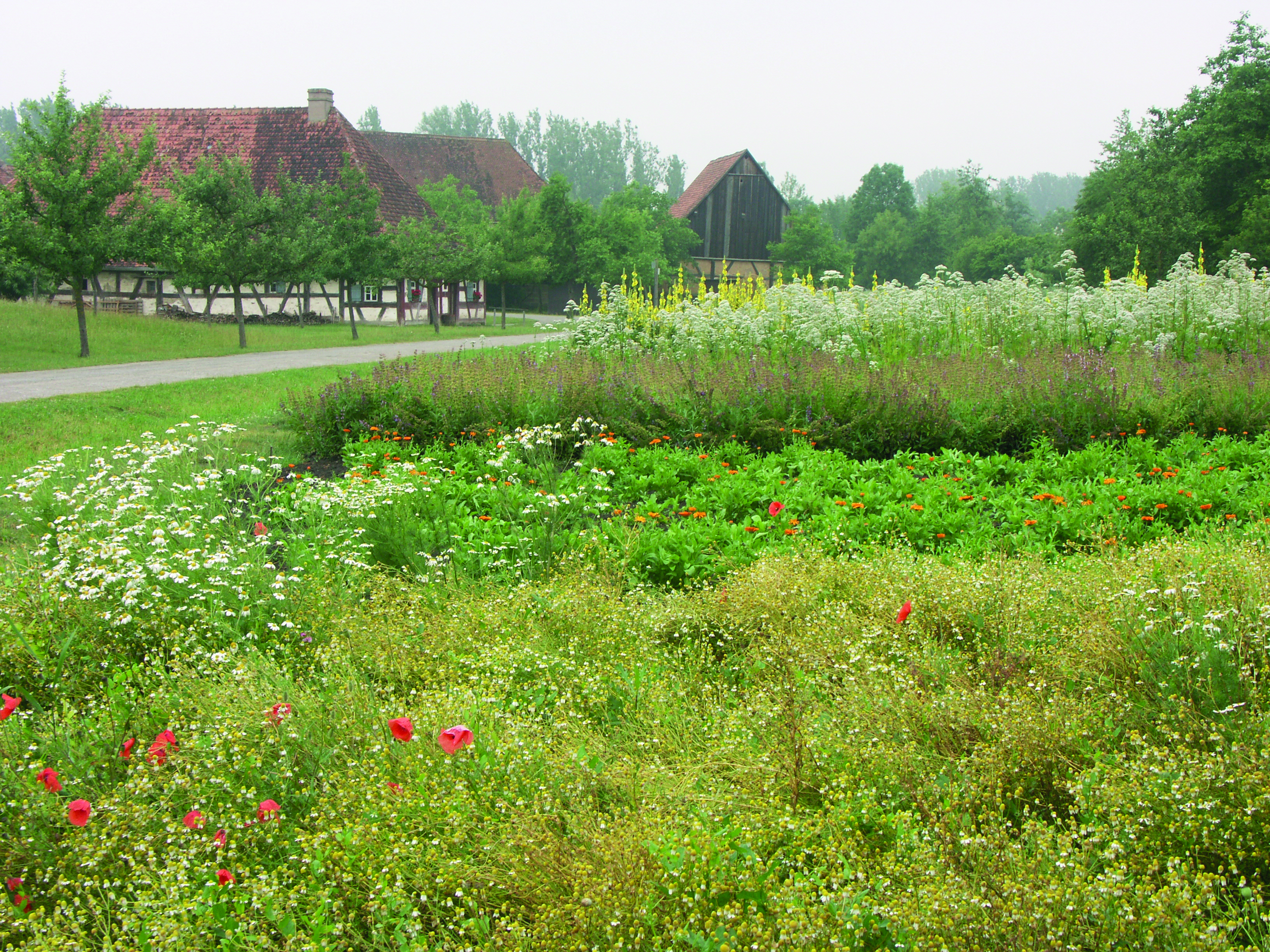 Fotoaufnahme der Kräuteräcker. Im Vordergrund wachsen Mohn und Kamille. Dahinter befinden sich schmale Felder mit weiteren verschiedenen Kräuterpflanzen. Im Hintergrund sind die Schäferei aus Hambühl und einige Bäume erkennbar. 