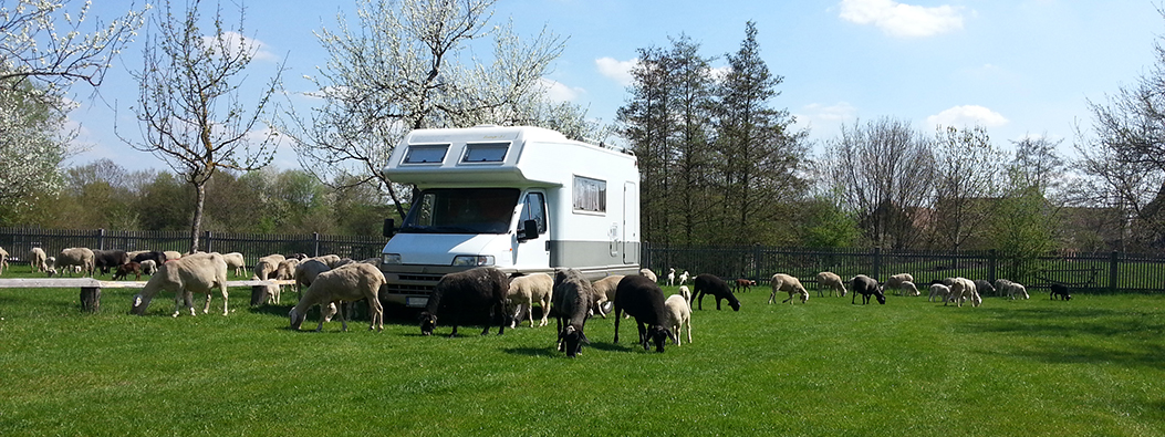 FFM_Wohnmobil_banner Fotoaufnahme eines geparkten Wohnmobils inmitten einer grasenden Herde Schafe. Auf der Wiese stehen mehrere blühende Bäume. Im Hintergrund befindet sich ein Zaun, der einen Teil des Museumsgeländes umgibt.